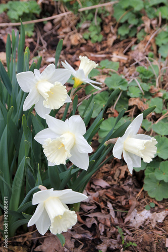 Many white daffodils on the flower bed
