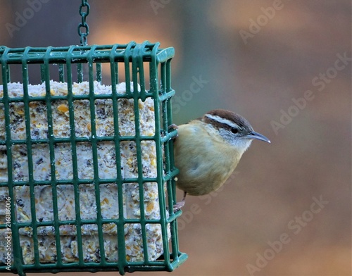 A single cute Carolina Wren (Thryothorus ludovicianus) perching on the green suet feeder enjoy eating food and watching on the blurry garden background, Spring in GA USA. photo