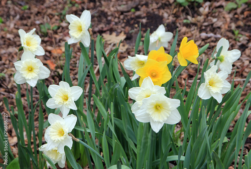 Many white daffodils on the flower bed