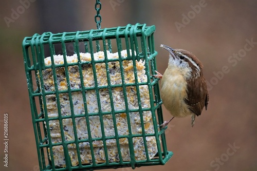 A single cute Carolina Wren (Thryothorus ludovicianus) perching on the green suet feeder enjoy eating food and watching on the blurry garden background, Spring in GA USA.