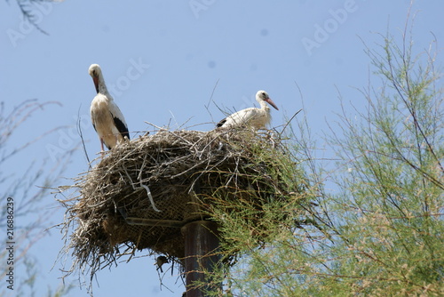 Cigogne