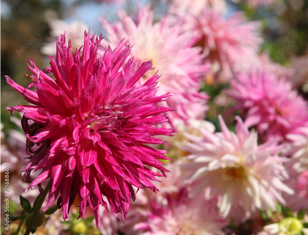 Dahlia cactus rose Stock Photo | Adobe Stock