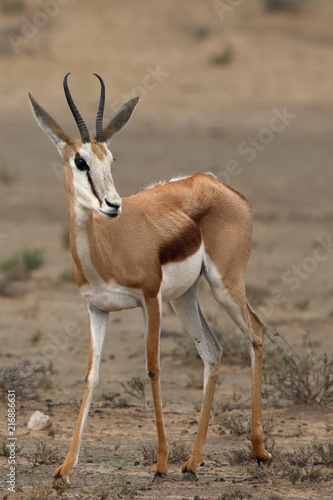 The springbok (Antidorcas marsupialis) is standing it the middle of dried valley in the desert and looking around
