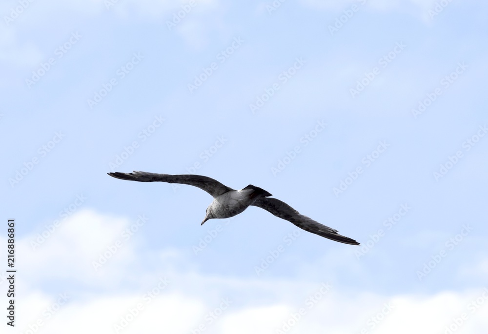 Seagull with spread wings flying away from camera, sky with white clouds in background Seagull with spread wings flying away from camera, sky with white clouds in background