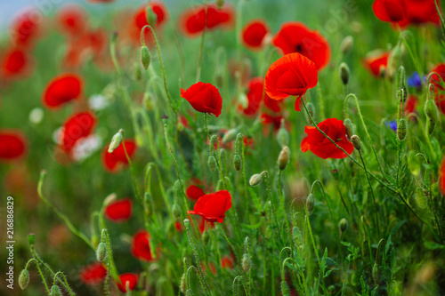 red poppy flowers in a field © tanya