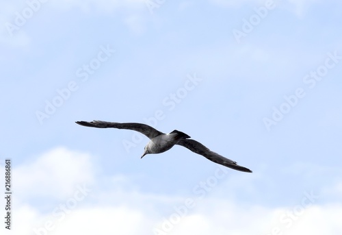 Seagull with spread wings flying away from camera, sky with white clouds in background