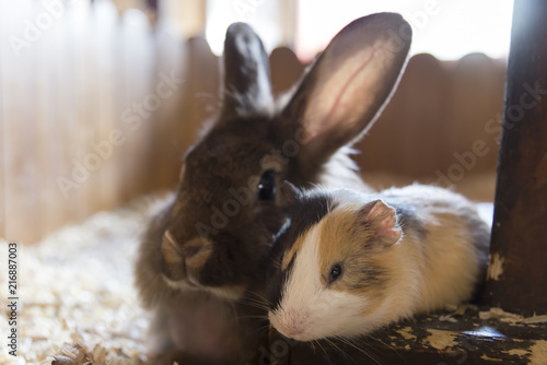Two friends: a guinea pig and a rabbit lie side by side in the house
