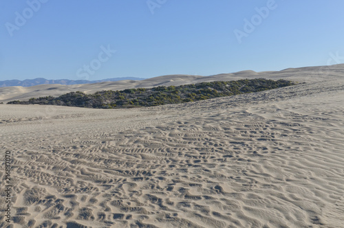 green oasis among vast sand dunes on Pacific Ocean coast Oceano Dunes State Vehicular Recreation Area, San Luis Obispo county, California, USA
