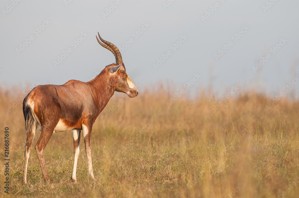 Fototapeta premium Blesbuck (Damaliscus pygargus phillipsi)