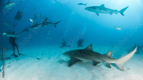 Lemon and Caribbean reef shark at the Bahamas