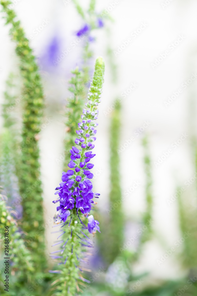 Fototapeta premium Sunny Border Blue Speedwell, flower close-up