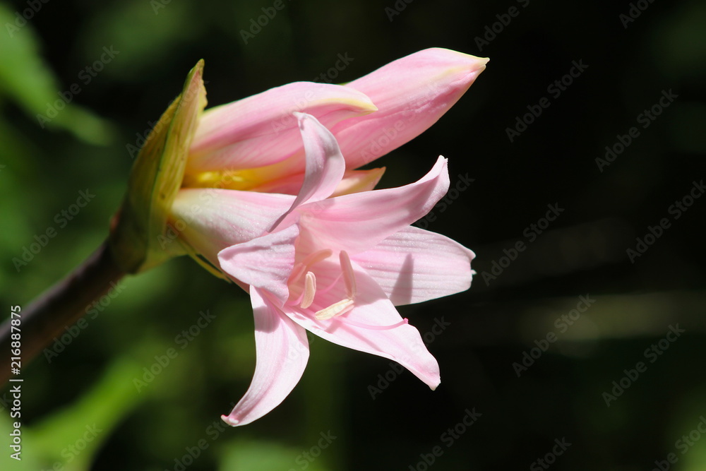 Close up flower of Belladonna Lily (common name Naked Lady) Close up flower of Belladonna Lily (common name Naked Lady)