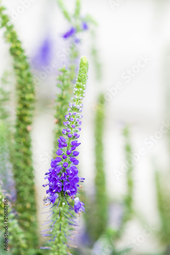 Sunny Border Blue Speedwell  flower close-up