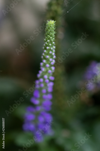 Sunny Border Blue Speedwell, flower close-up