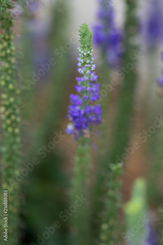 Sunny Border Blue Speedwell, flower close-up © Martina