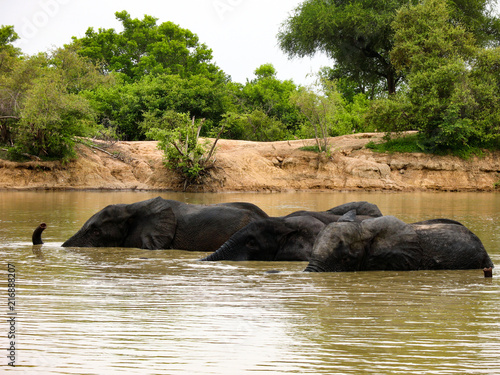 Elephants Swimming