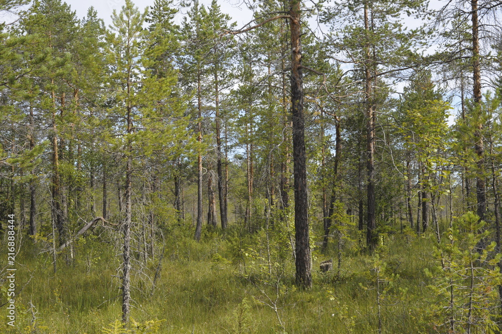 Northern landscape, forests, marsh, birch, spruce Northern landscape, forests, marsh, birch, spruce