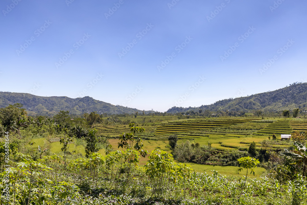 Terraced rice fields nearing harvest in Ruteng, Indonesia.