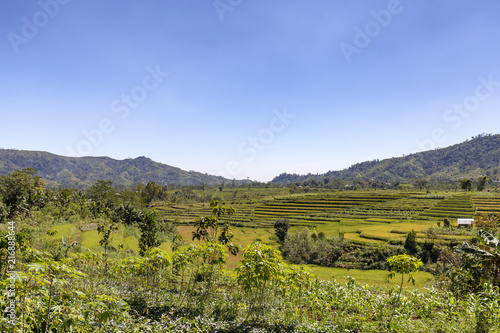 Terraced rice fields nearing harvest in Ruteng, Indonesia.