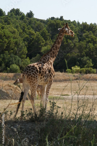 Girafe