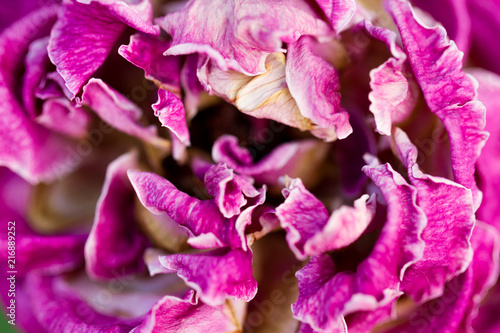 purple flower close up