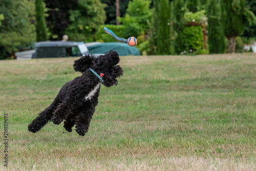 cockerpoo playing with a ball