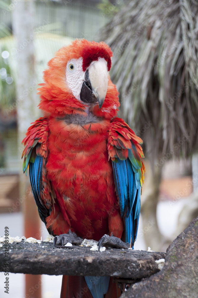 The Scarlet Macaw Is A Large Colorful Macaw It Is Native To Humid Evergreen Forests In The American Tropics Range Extends From Extreme South Eastern Mexico To Amazonian Peru Bolivia And Brazil