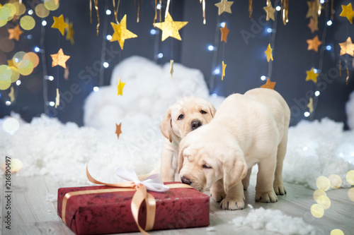 Two labrador puppies in a christmas studio