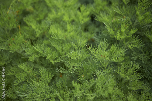 Artemisia abrotanum photo