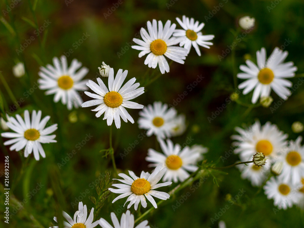 Daisies in the city Park