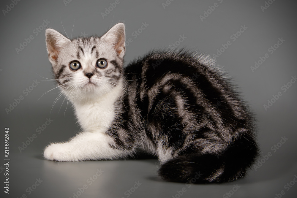 American Shorthair cat American Shorthair cat