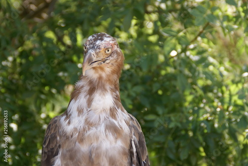 bird of prey