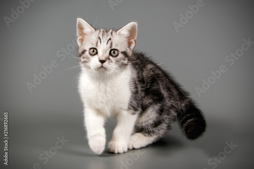 American Shorthair cat © Aleksand Volchanskiy