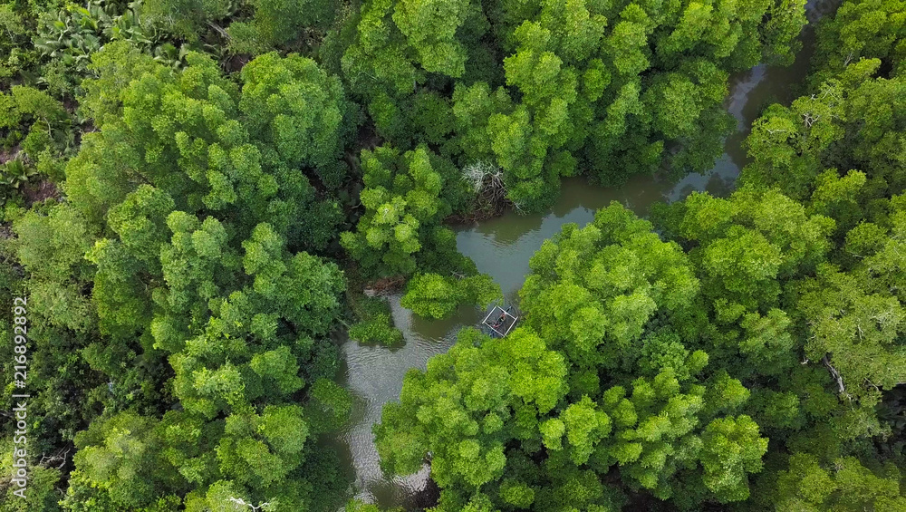 Naklejka premium AERIAL VIEW : exploring the wild Mangrove in the middle of no where
