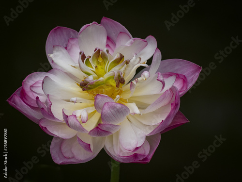 Lostus flower in bloom 