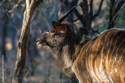 Niala / Nyala (Tragelaphus angasii) photo