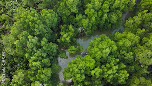 AERIAL VIEW : exploring the wild Mangrove in the middle of no where