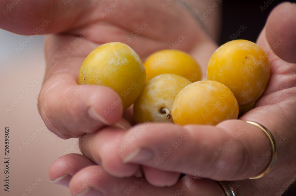 closeup of yellow plums in hands of woman in outdoor closeup of yellow plums in hands of woman in outdoor