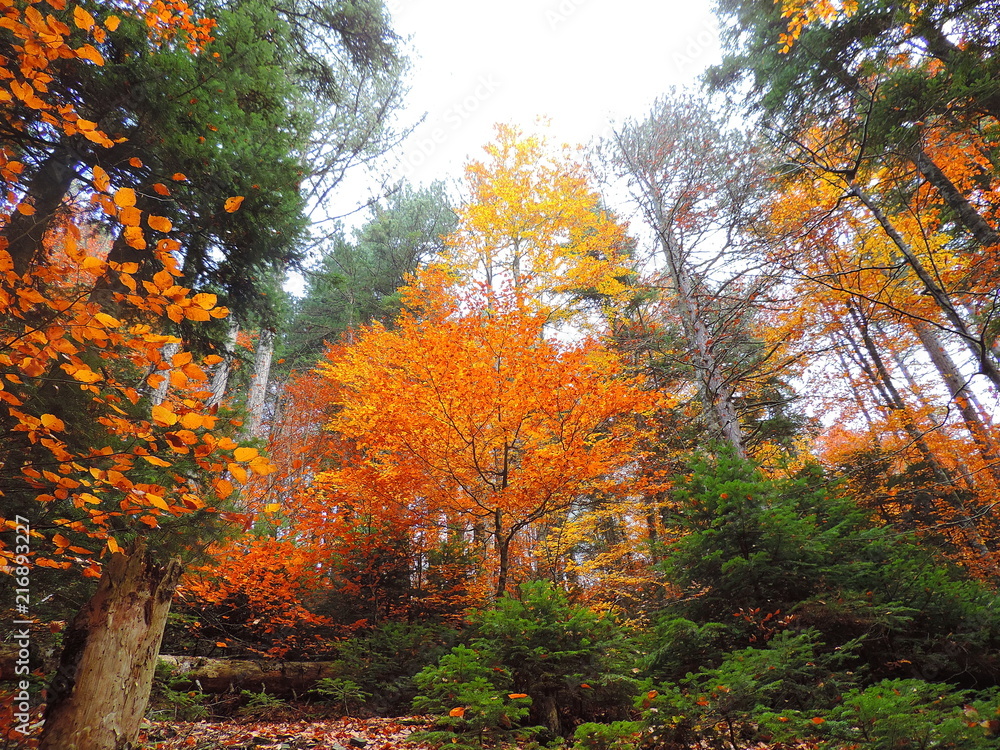 Naklejka premium Colorful Forest