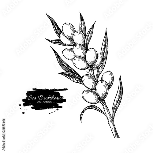 Sea buckthorn vector drawing. Isolated berry branch sketch on wh