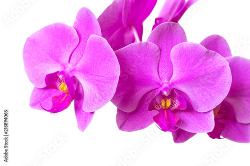 Pink Orchid petals