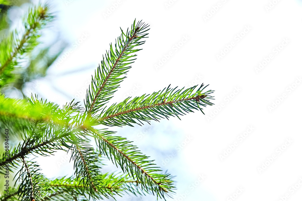 fir-tree. branches of spruce. winter forest. closeup
