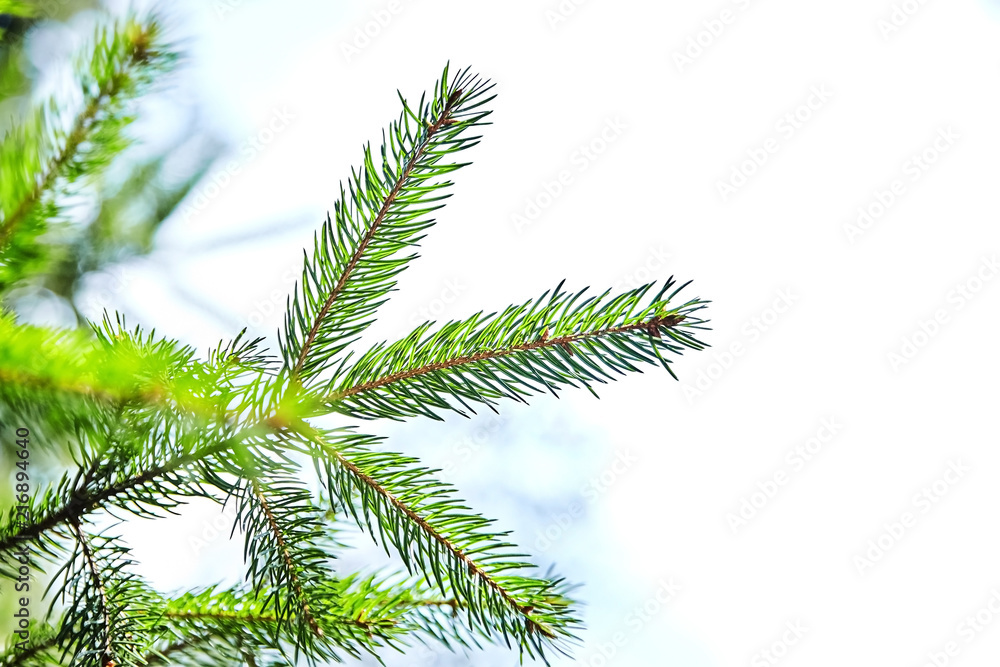 fir-tree. branches of spruce. winter forest. closeup fir-tree. branches of spruce. winter forest. closeup
