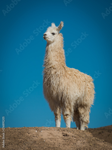 Llama 6