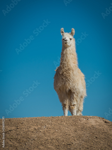 Llama 8