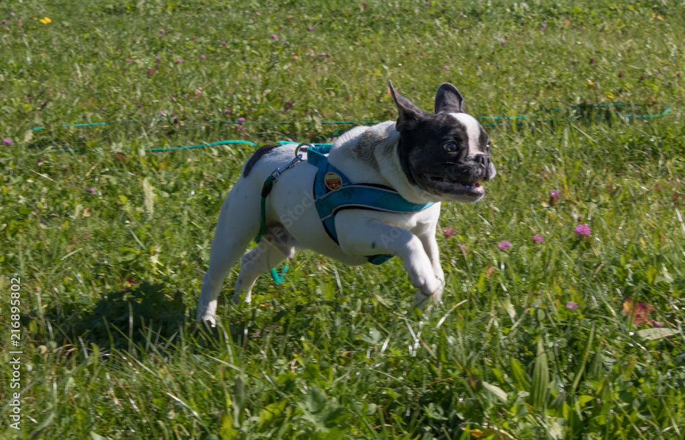French bulldog running fast on meadow 