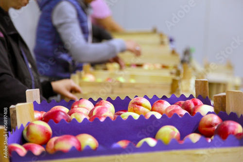 workers / workers in the line of packaged fruit