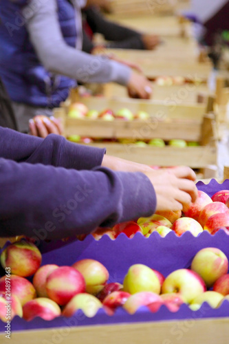 workers / workers in the line of packaged fruit