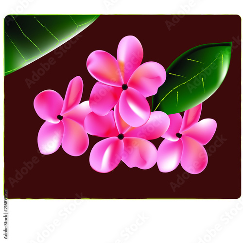 flores rosas