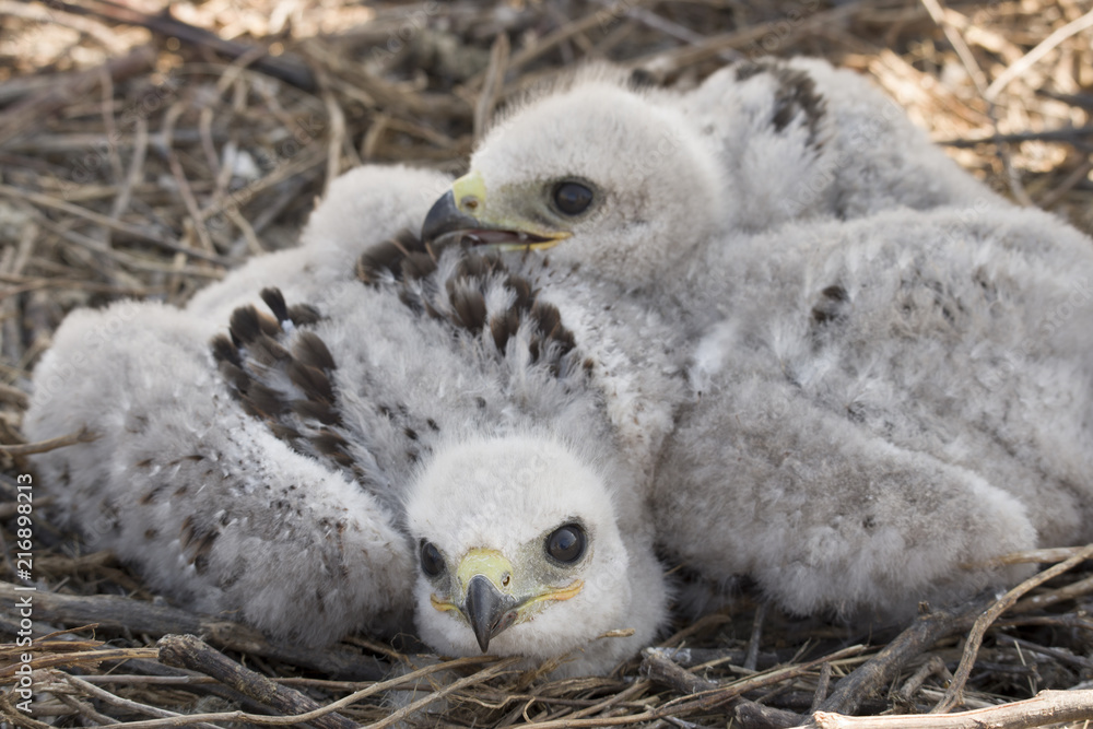 Obraz premium chicks of the steppe eagle in the nest